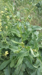 Rumex patientia orientalis