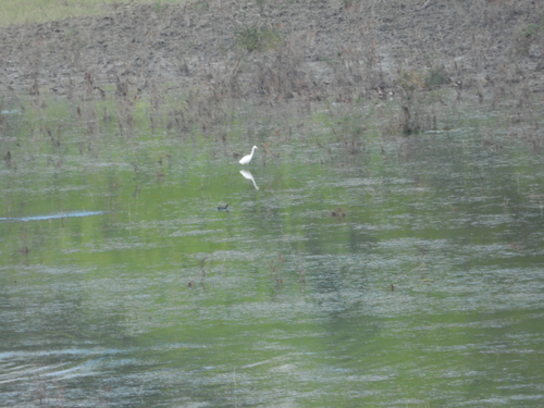 Great Egret