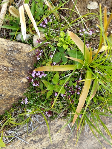 Thymus quinquecostatus, photograph 2