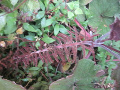 Gunnera macrophylla