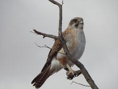 Brown Falcon photo 3