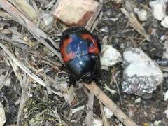 Hister quadrimaculatus