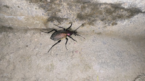 Carabus smaragdinus