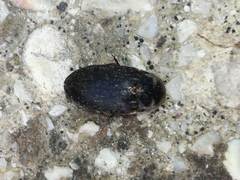 Dermestes frischii