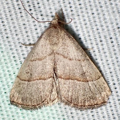 Dusty-winged Tan photo 5