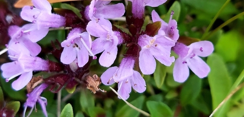 Thymus quinquecostatus