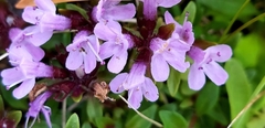 Thymus quinquecostatus