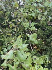 Lonicera flava