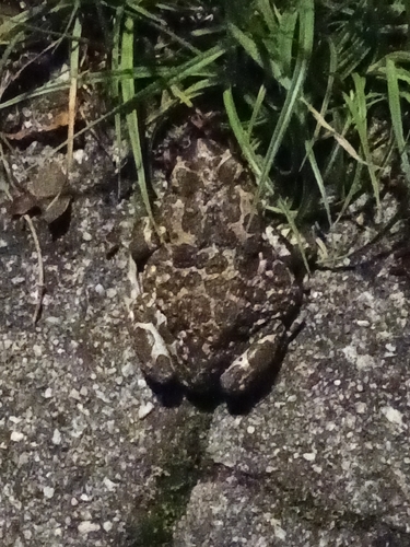 Green Toad
