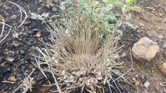 Claytonia exigua