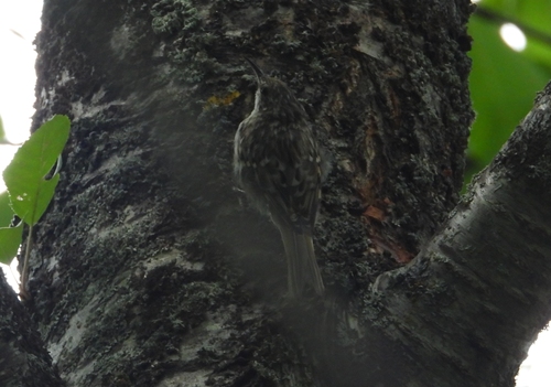 Short-toed Treecreeper