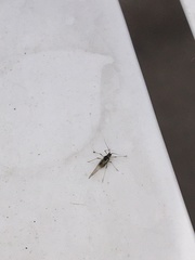 Brachycaudus helichrysi