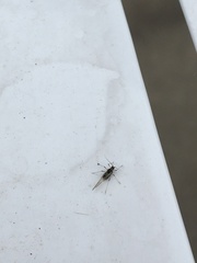 Brachycaudus helichrysi