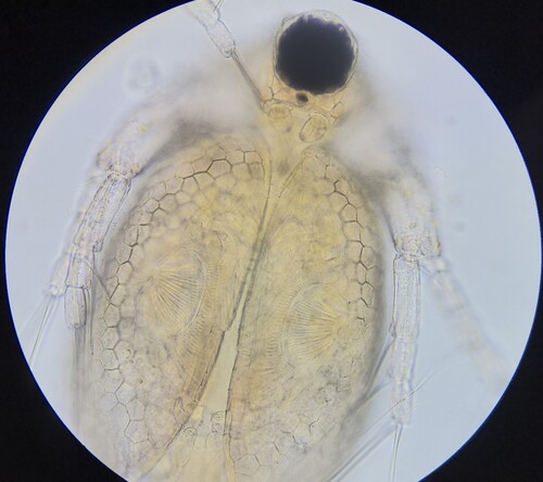 Ceriodaphnia reticulata