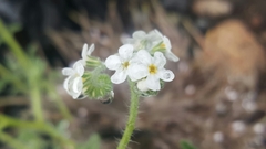 Cryptantha abramsii