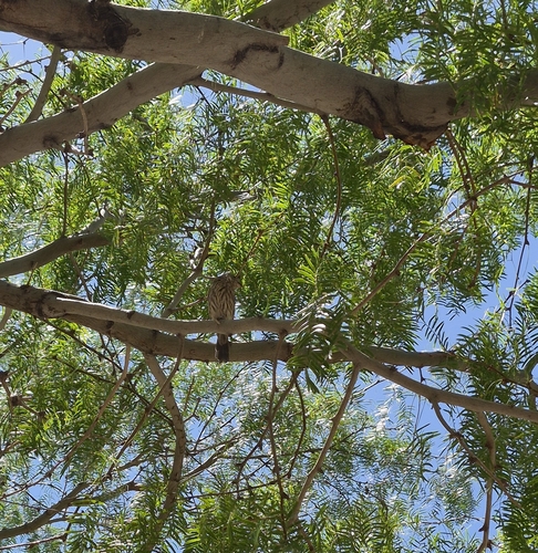 House Finch