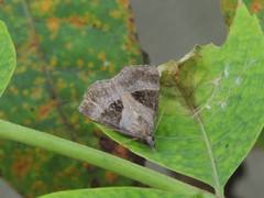 Hypena trigonalis