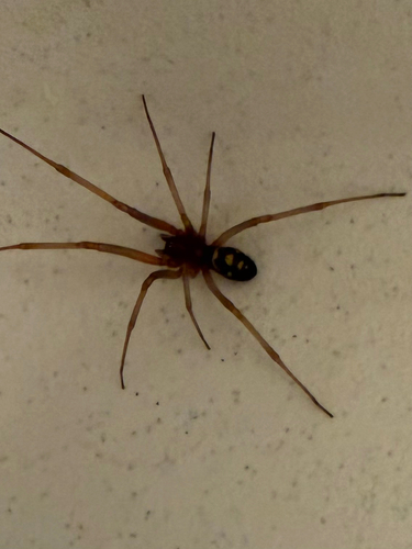 False Black Widow