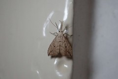 Trigonistis demonias