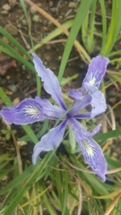 Iris macrosiphon