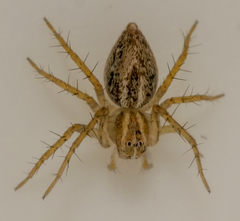 Oxyopes