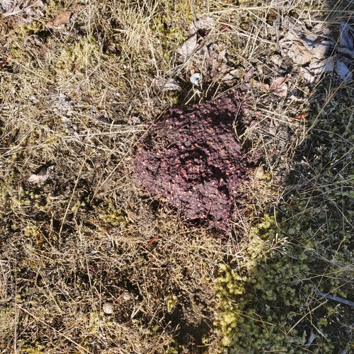 Black Bear sighting near Delta