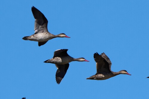 iNaturalist: (c) Frank Hartmann, some rights reserved (CC BY-NC), uploaded by Frank Hartmann iNaturalist image