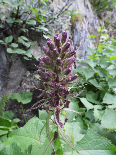 Cicerbita alpina, photograph 5