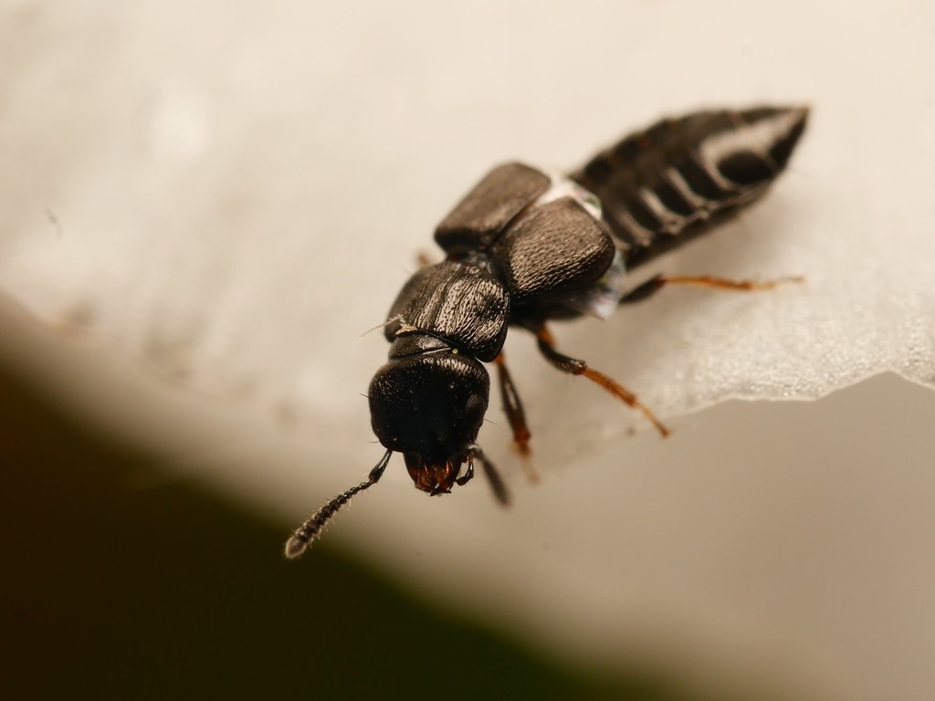 Anotylus sculpturatus