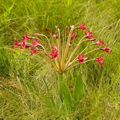Brunsvigia undulata