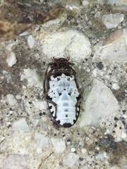 Dermestes frischii