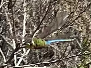 iNaturalist observation photo of Common Green Darner