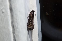 Cryptaspasma