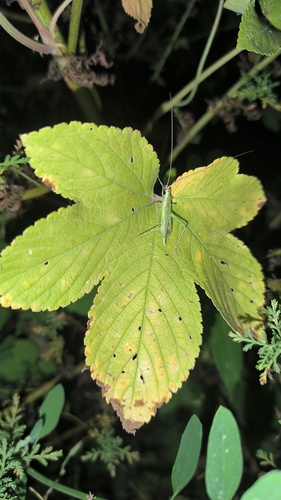 Oecanthus euryelytra
