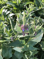 Symphytum officinale