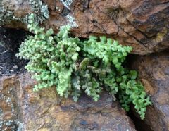 Asplenium subglandulosum