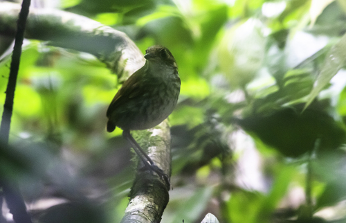 Myrmothera campanisona minor