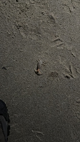 iNaturalist observation photo of Megalorchestia corniculata