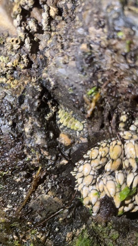 iNaturalist observation photo of California Spiny Chiton