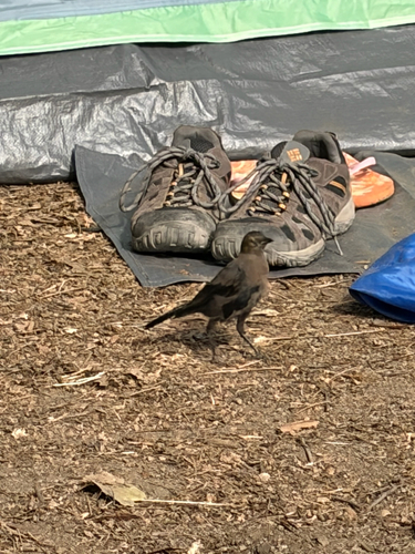 iNaturalist observation photo of Brewer's Blackbird