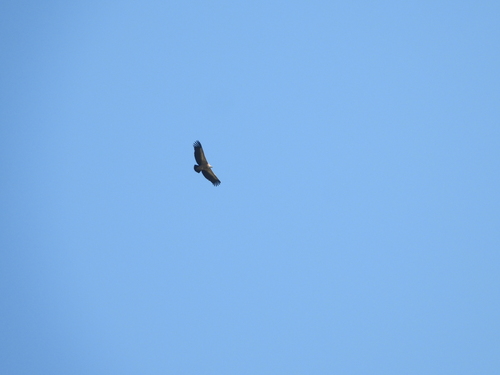 Eurasian Griffon