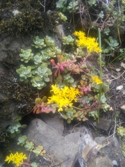 Sedum spathulifolium