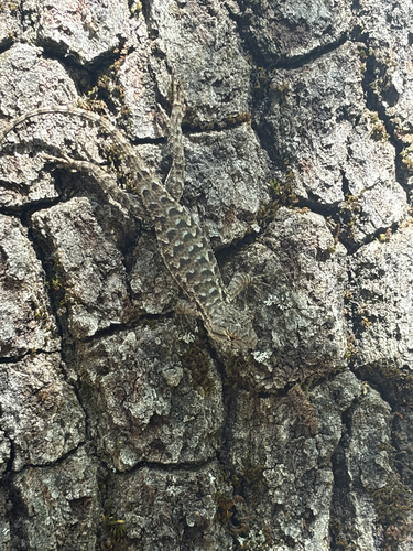 iNaturalist observation photo of Western Fence Lizard