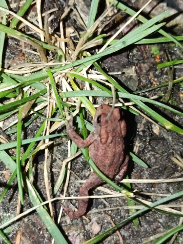 European Toad