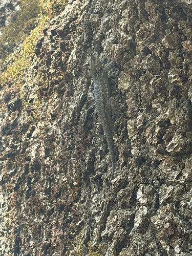 iNaturalist observation photo of Western Fence Lizard