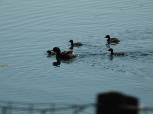 Little Grebe
