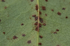 Cumminsiella mirabilissima