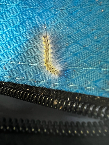 Fall Webworm Moth