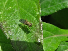 Diptera