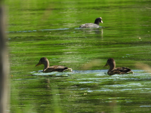 Mallard